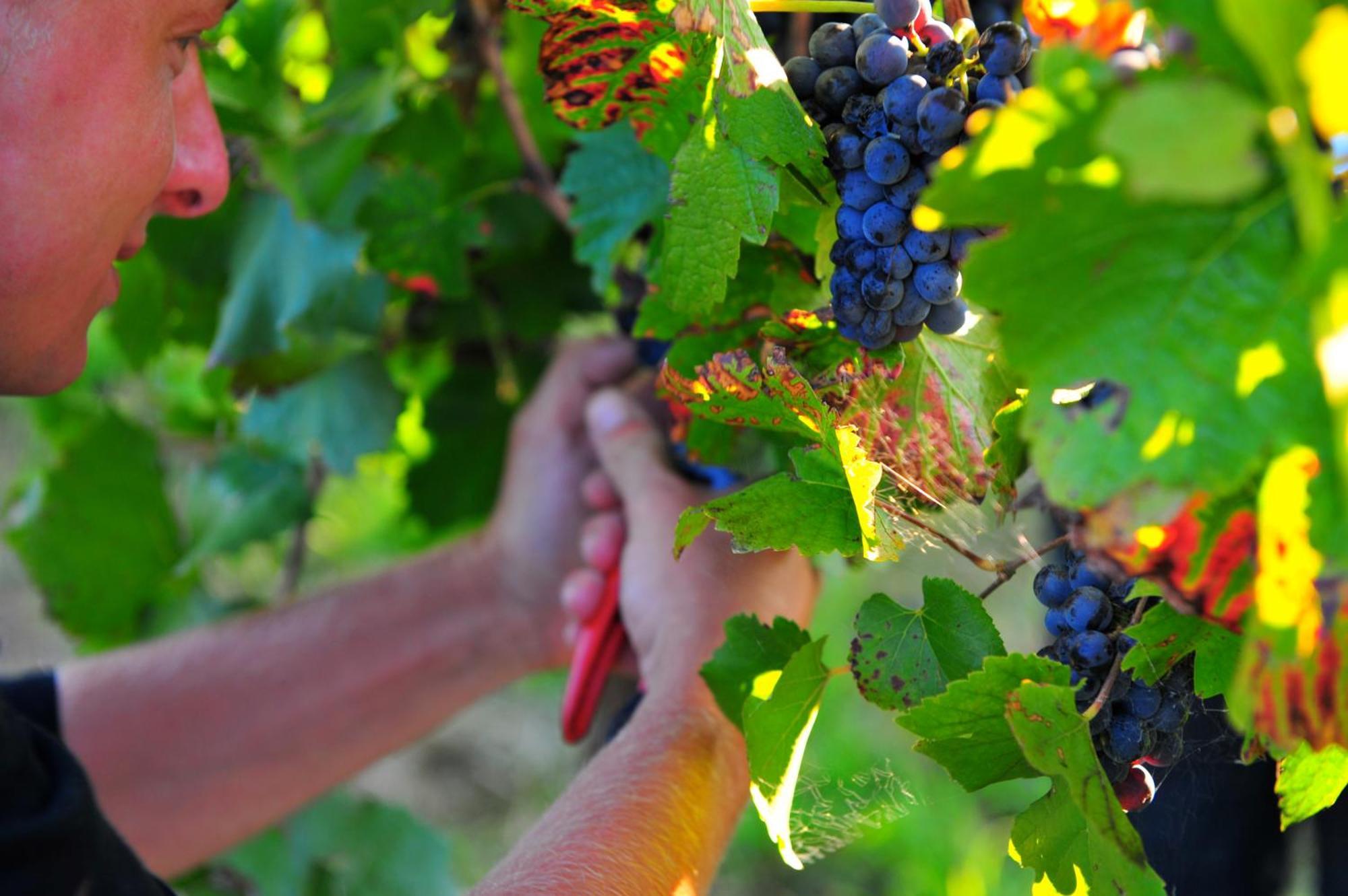 Mayfield Vineyard Orange Exterior photo